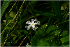 Trichosanthes cucumerina